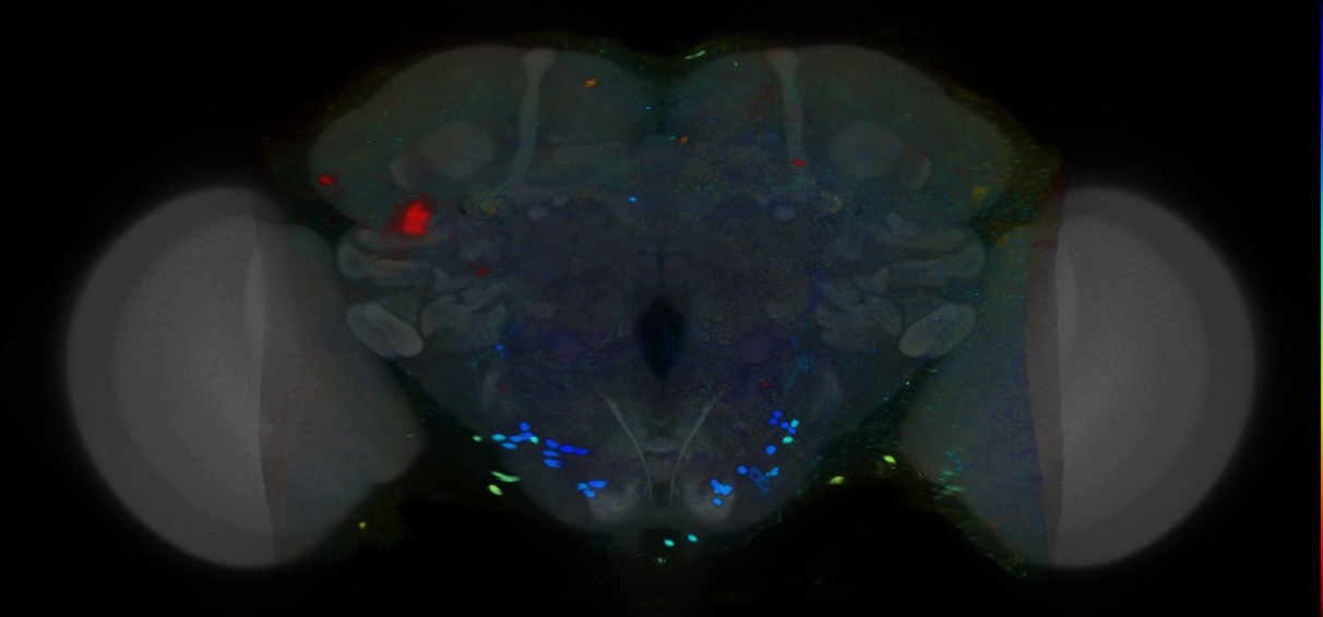 P{VT057057-GAL4} expression pattern