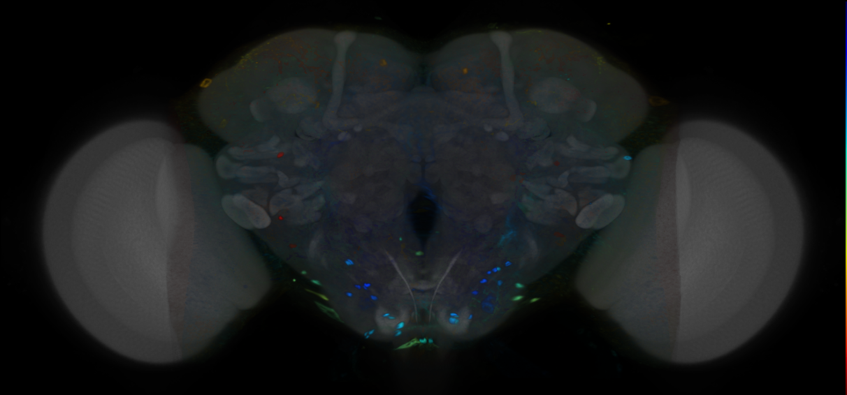 P{VT057071-GAL4} expression pattern