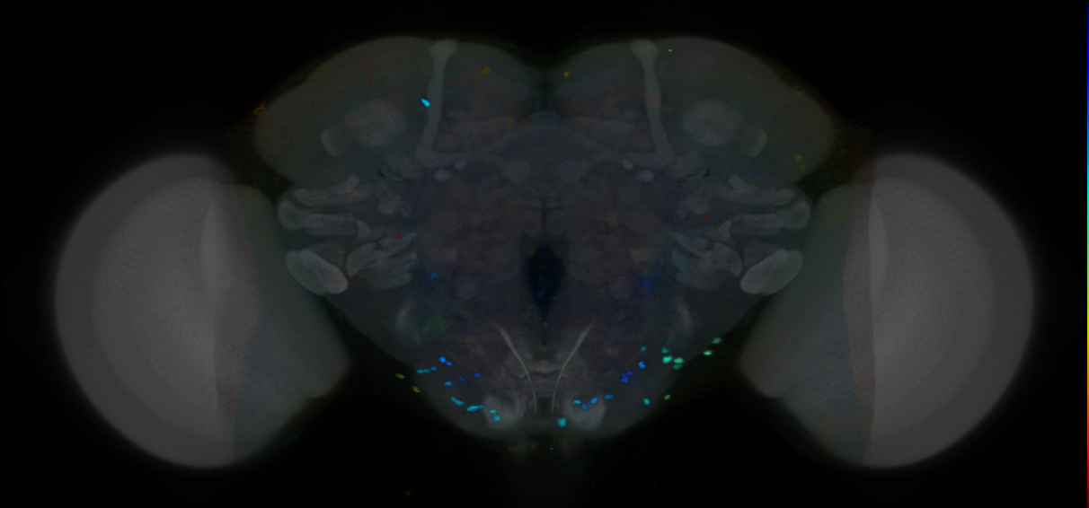 P{VT057071-GAL4} expression pattern