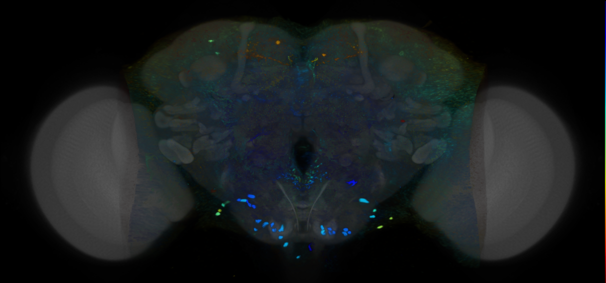 P{VT057079-GAL4} expression pattern