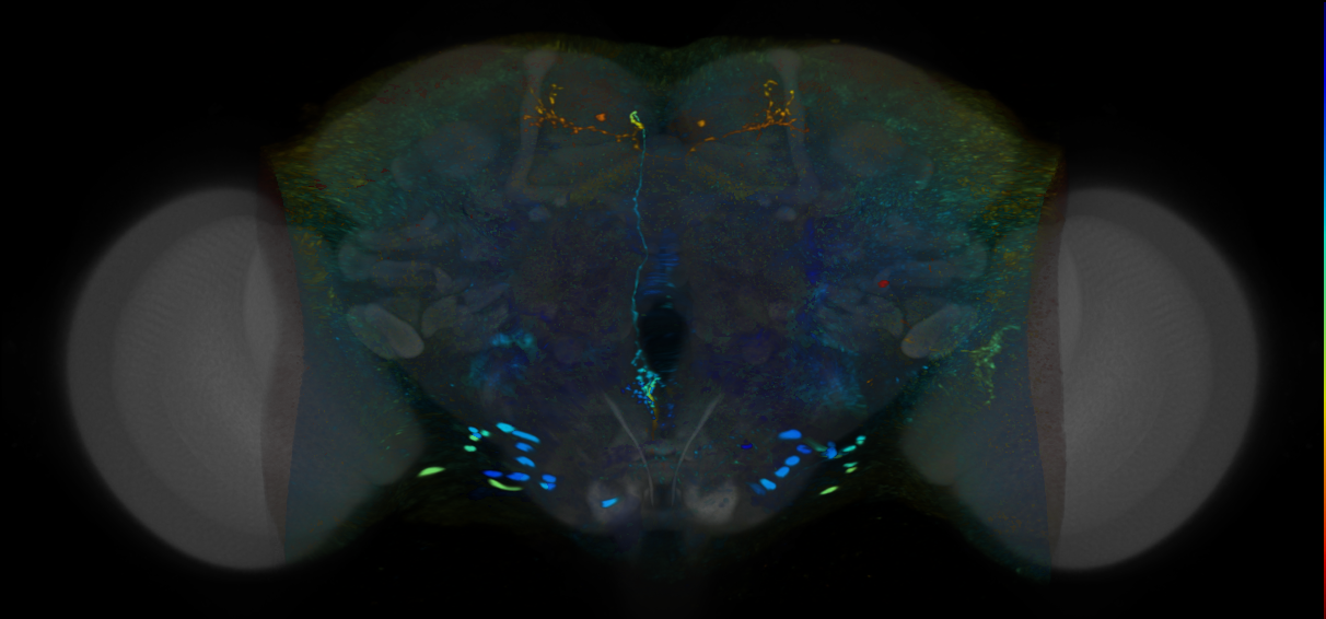 P{VT057079-GAL4} expression pattern
