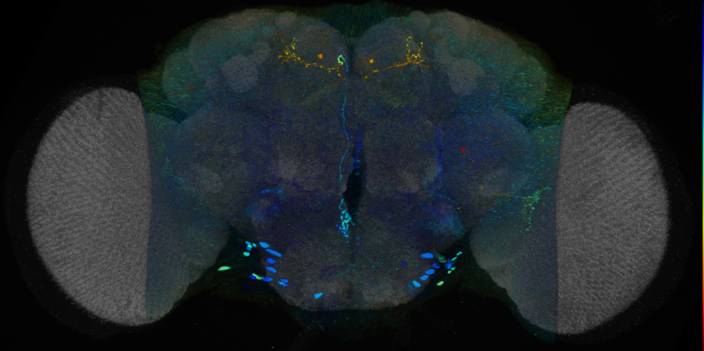 P{VT057079-GAL4} expression pattern