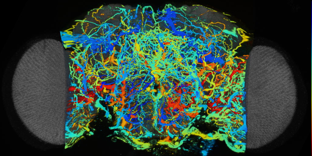 P{VT057086-GAL4} expression pattern