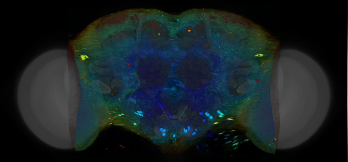 P{VT057089-GAL4} expression pattern