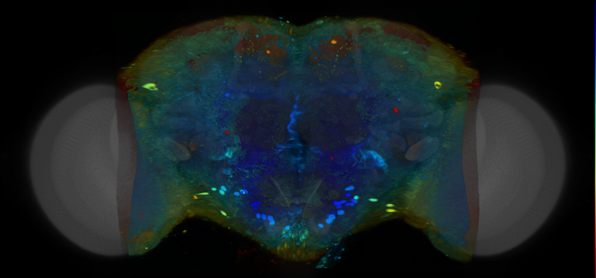 P{VT057089-GAL4} expression pattern