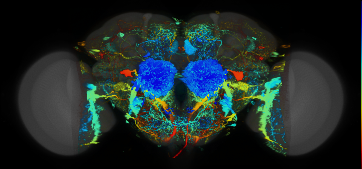 P{VT057241-GAL4} expression pattern