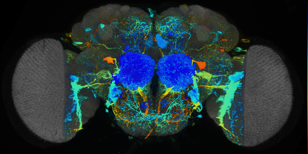 P{VT057241-GAL4} expression pattern