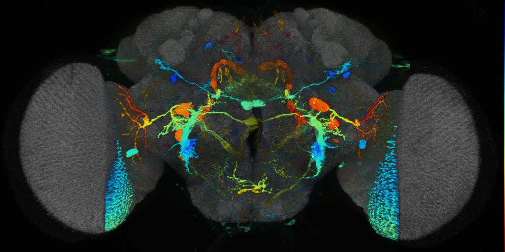 P{VT057247-GAL4} expression pattern