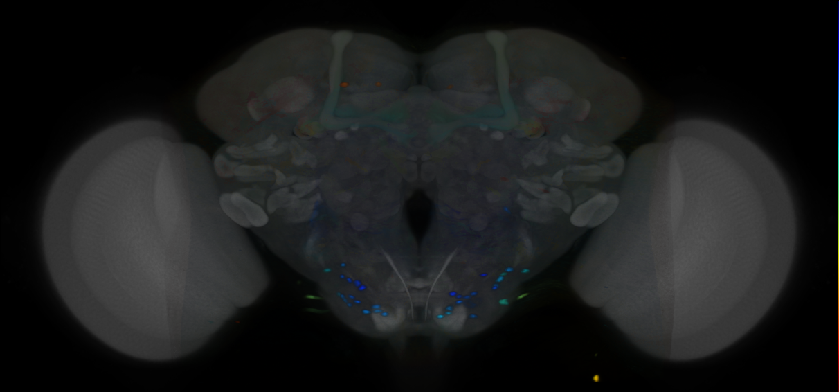 P{VT057260-GAL4} expression pattern