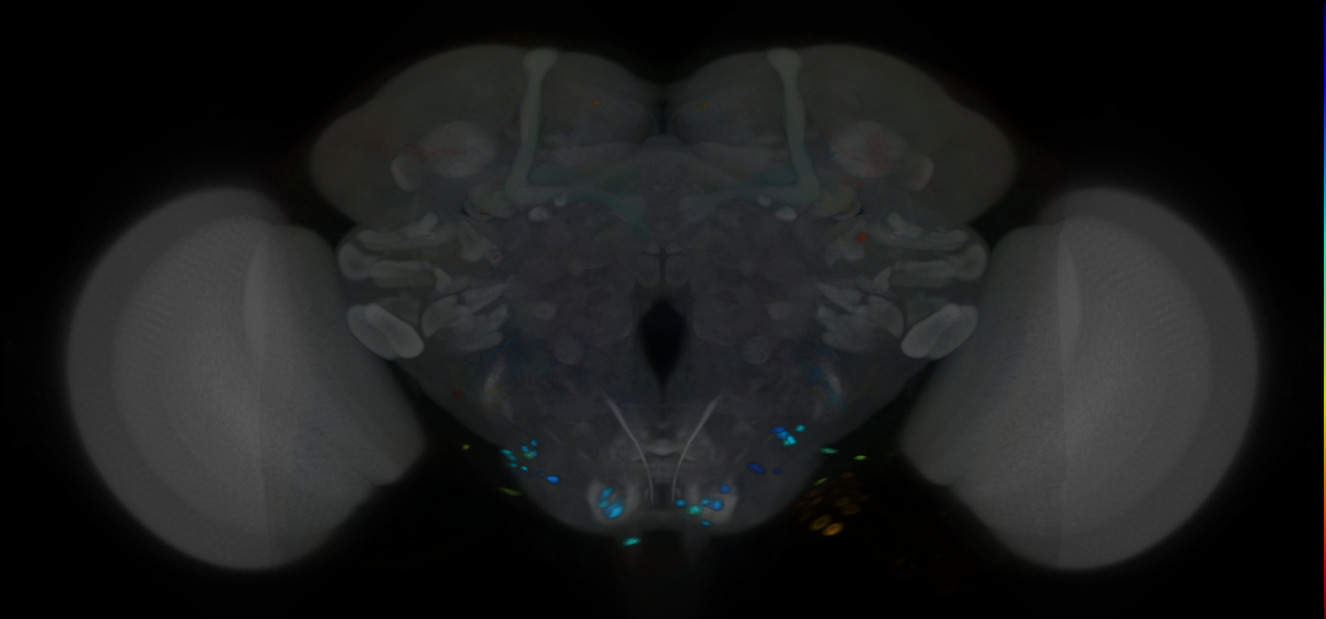 P{VT057260-GAL4} expression pattern