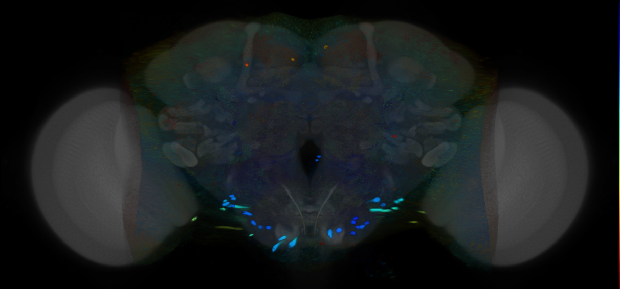 P{VT057261-GAL4} expression pattern