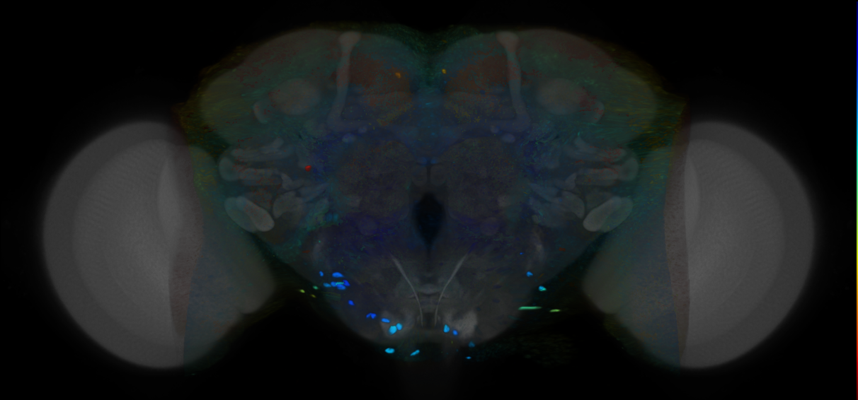 P{VT057261-GAL4} expression pattern