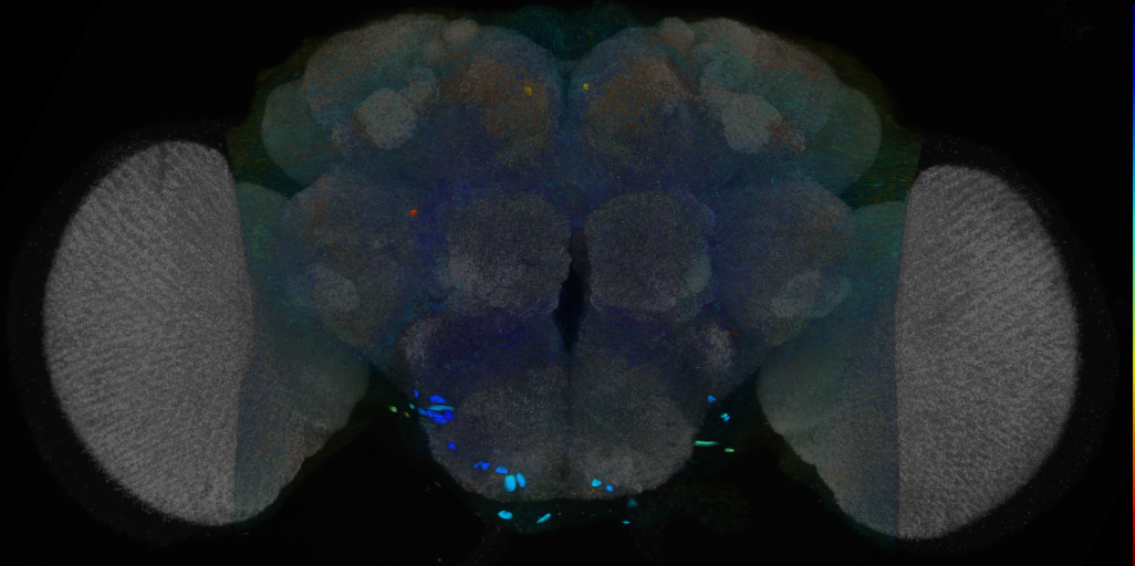 P{VT057261-GAL4} expression pattern