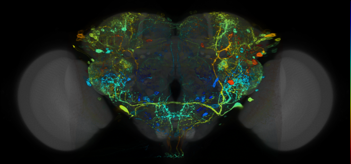 P{VT057280-GAL4} expression pattern