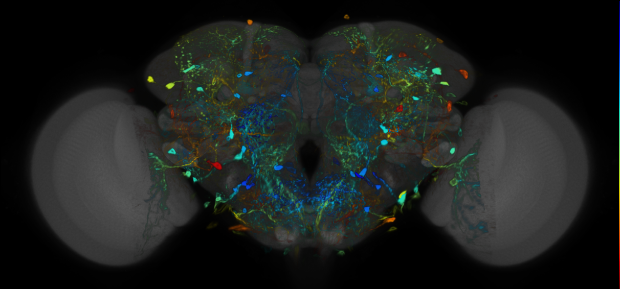 P{VT057282-GAL4} expression pattern