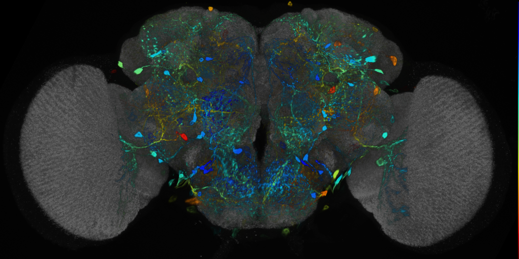 P{VT057282-GAL4} expression pattern