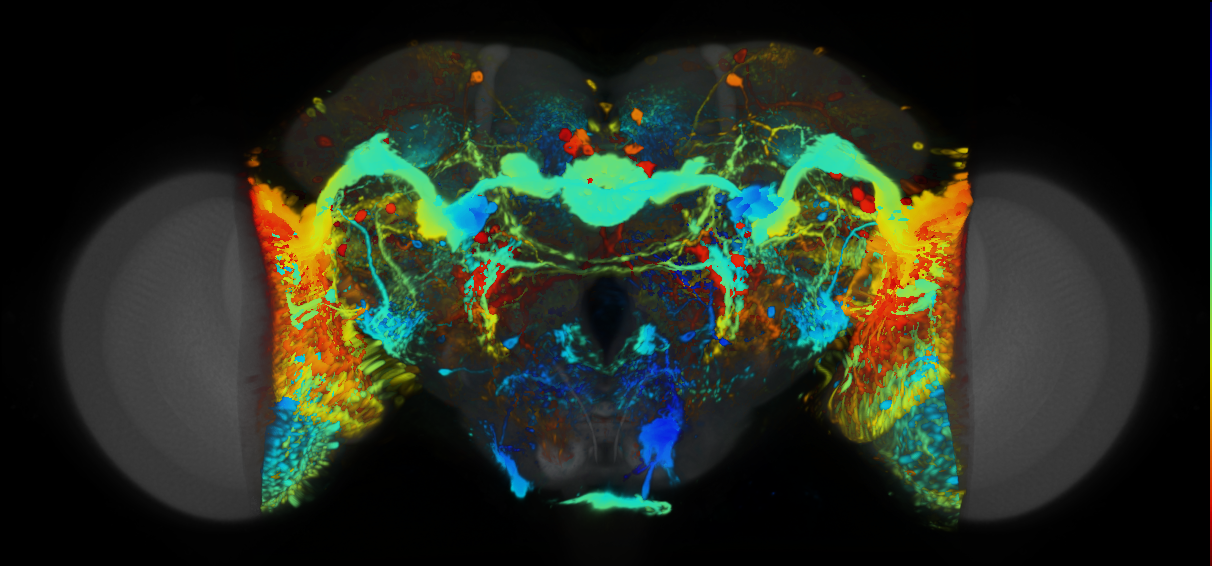 P{VT057349-GAL4} expression pattern