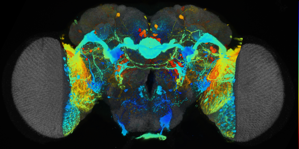 P{VT057349-GAL4} expression pattern
