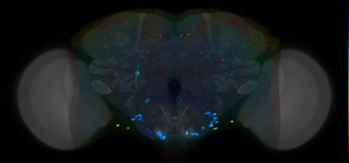 P{VT058377-GAL4} expression pattern