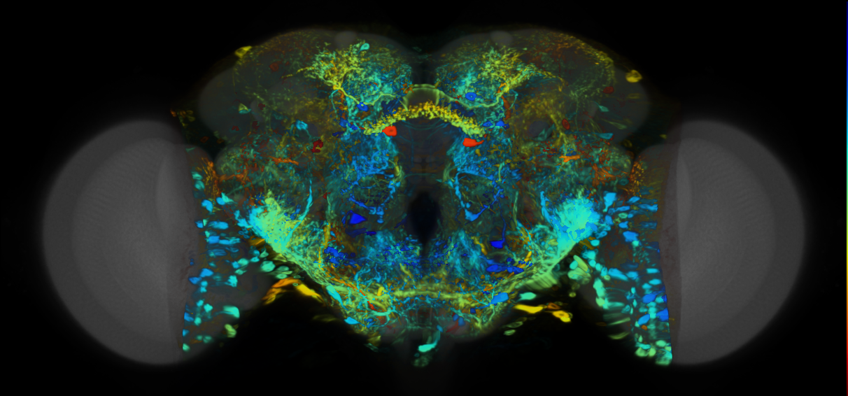 P{VT058389-GAL4} expression pattern