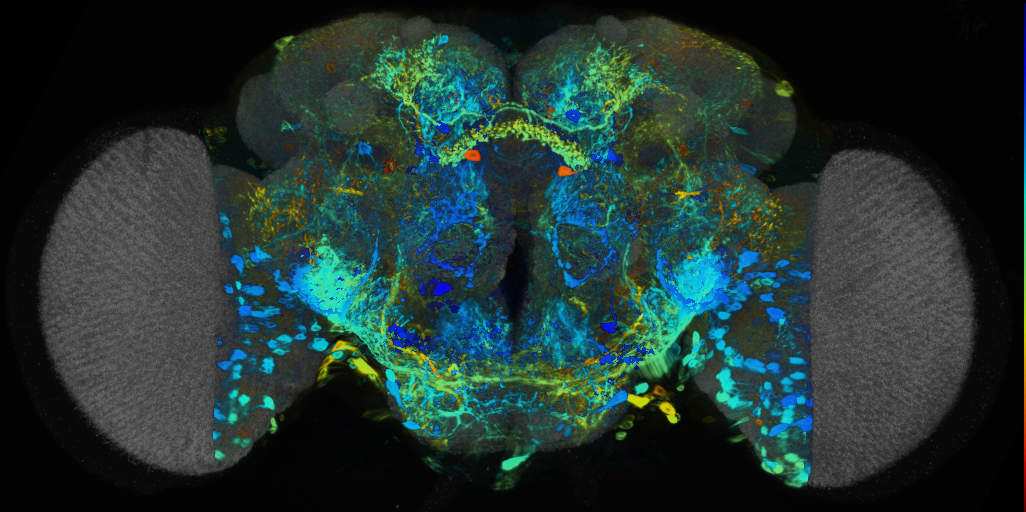 P{VT058389-GAL4} expression pattern