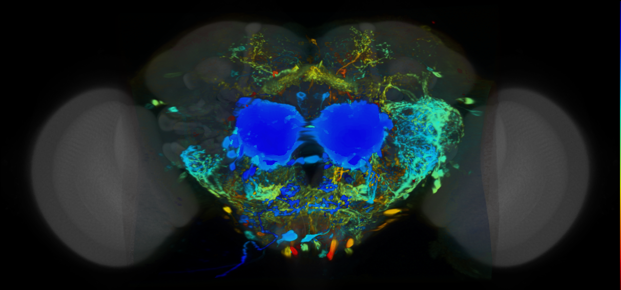 P{VT058429-GAL4} expression pattern