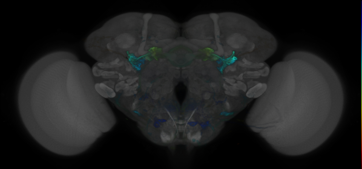 P{VT058551-GAL4} expression pattern