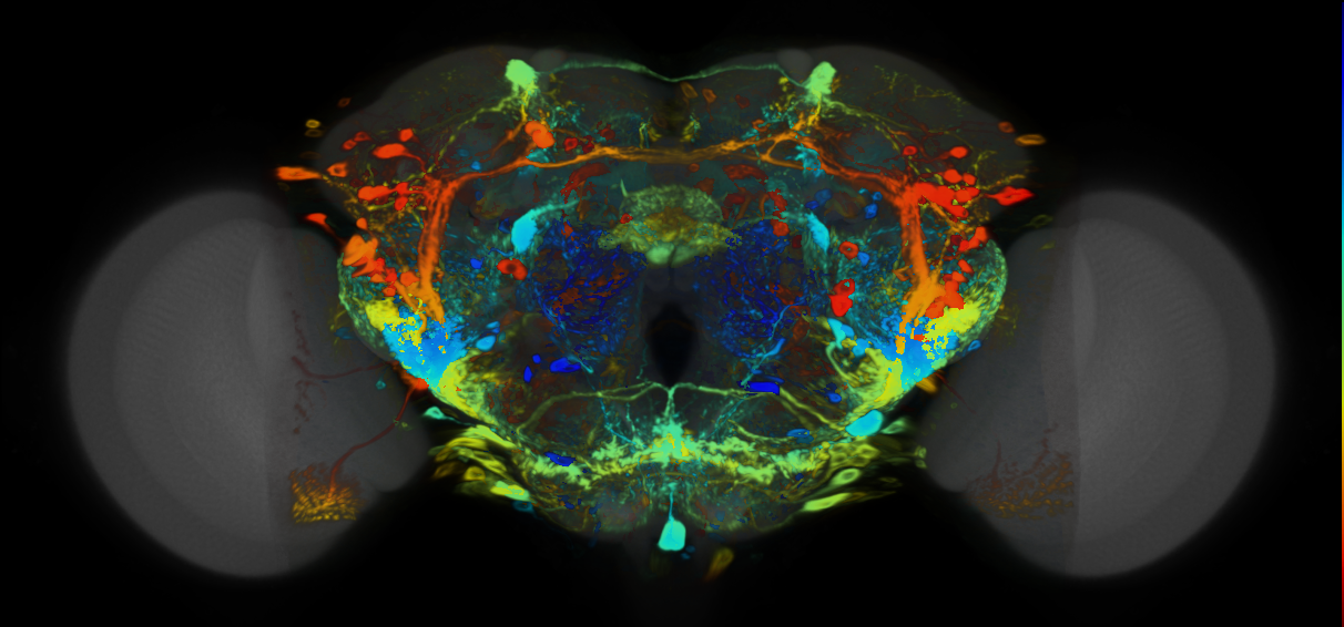P{VT058565-GAL4} expression pattern