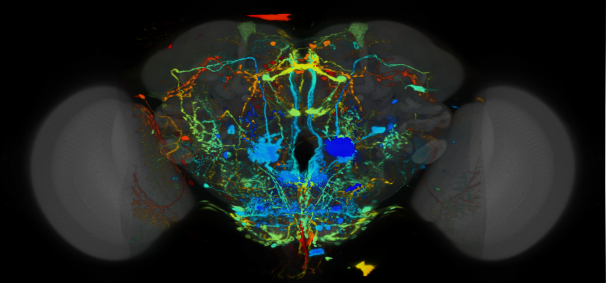 P{VT058568-GAL4} expression pattern