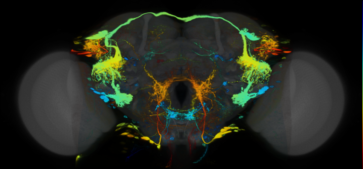 P{VT058697-GAL4} expression pattern