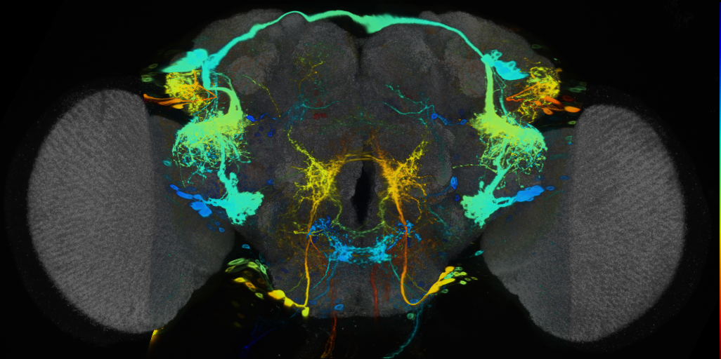 P{VT058697-GAL4} expression pattern