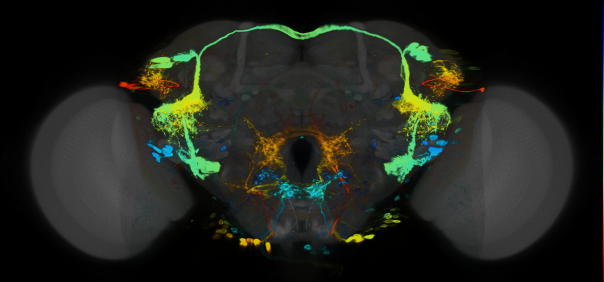 P{VT058697-GAL4} expression pattern