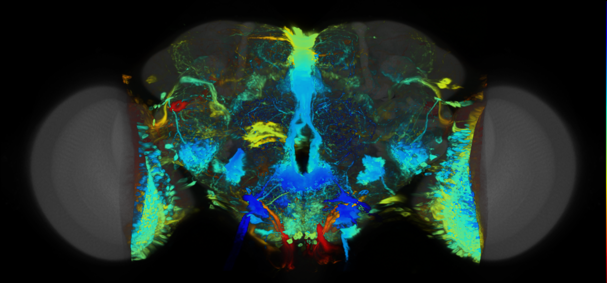 P{VT058722-GAL4} expression pattern