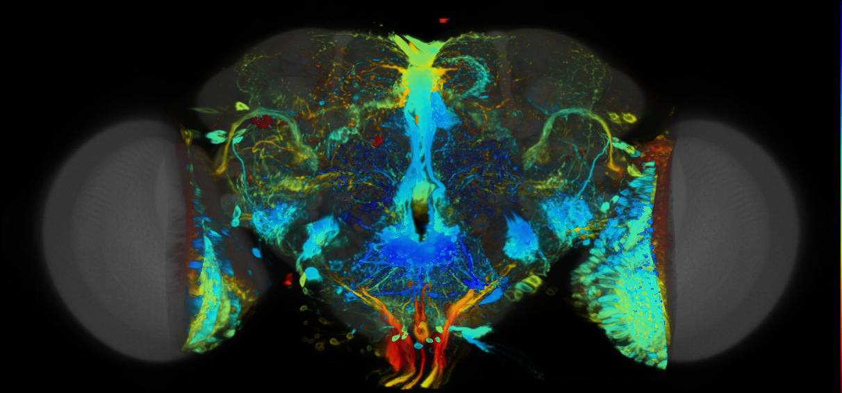 P{VT058722-GAL4} expression pattern