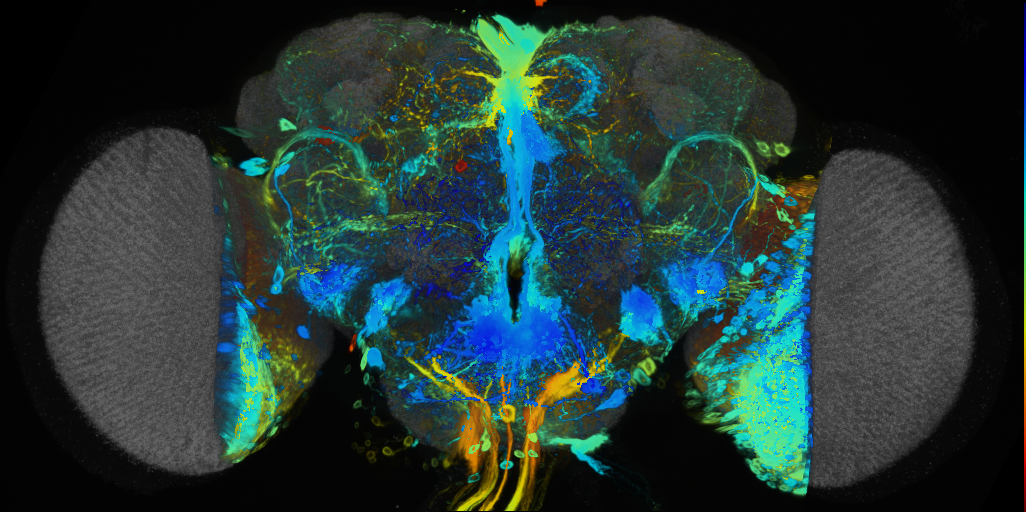P{VT058722-GAL4} expression pattern
