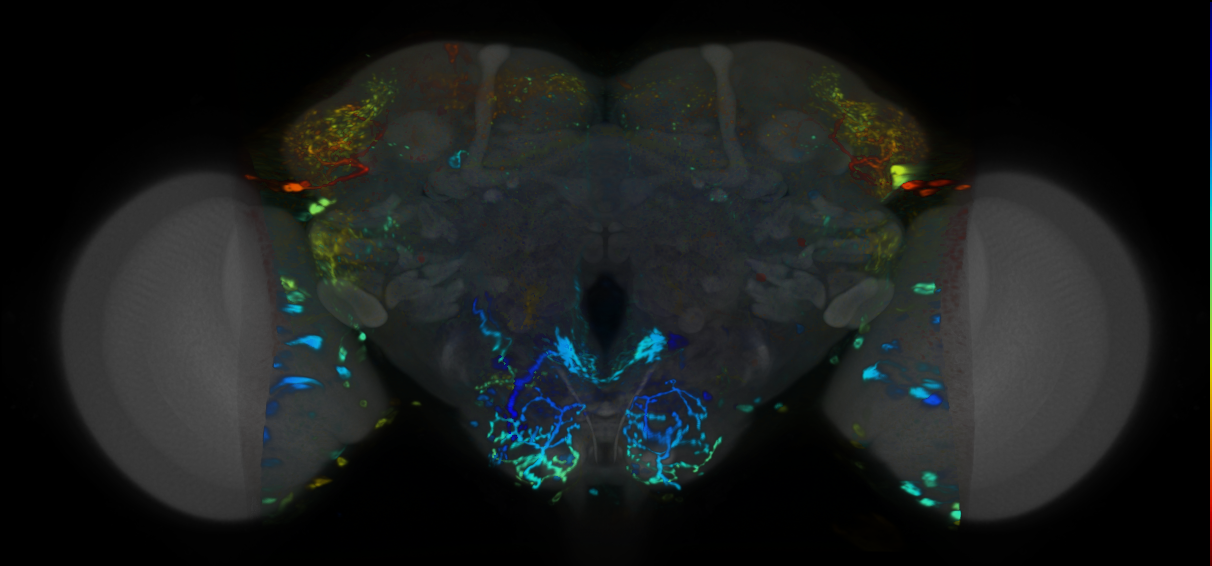 P{VT058732-GAL4} expression pattern