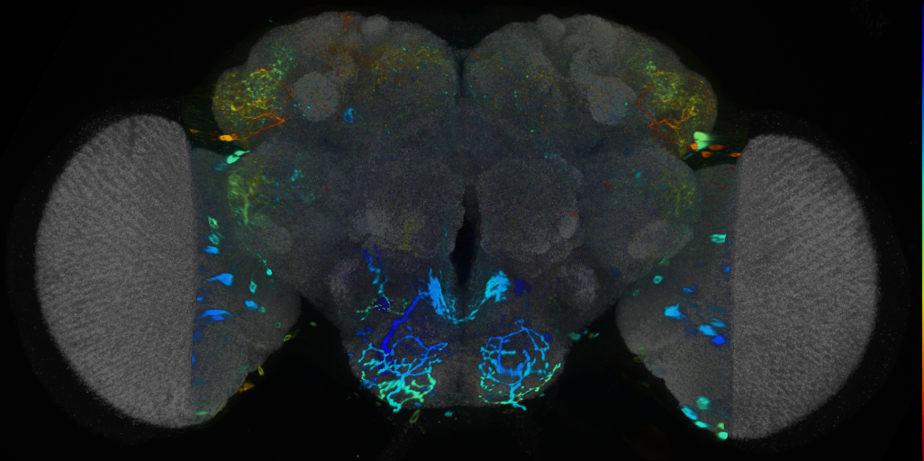 P{VT058732-GAL4} expression pattern