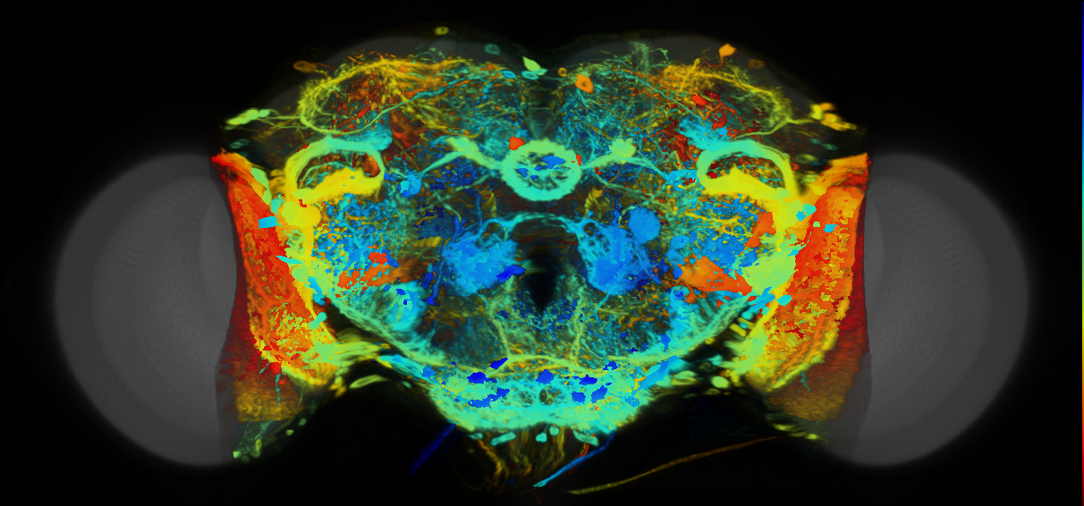 P{VT058738-GAL4} expression pattern