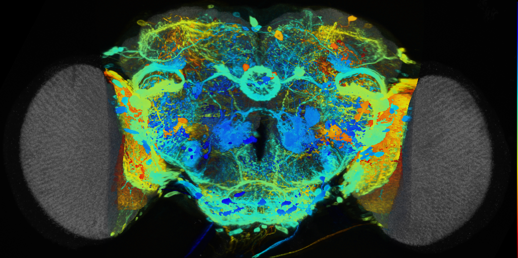 P{VT058738-GAL4} expression pattern