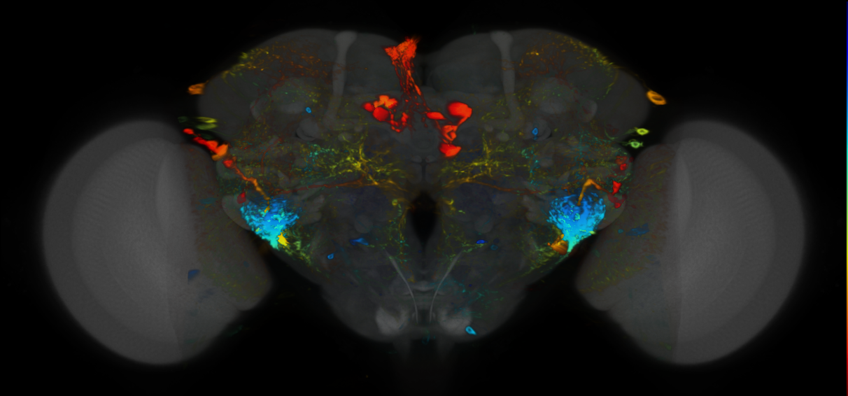 P{VT058873-GAL4} expression pattern