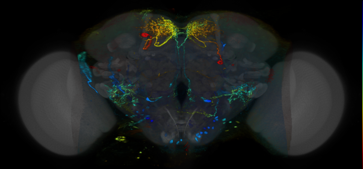 P{VT058874-GAL4} expression pattern