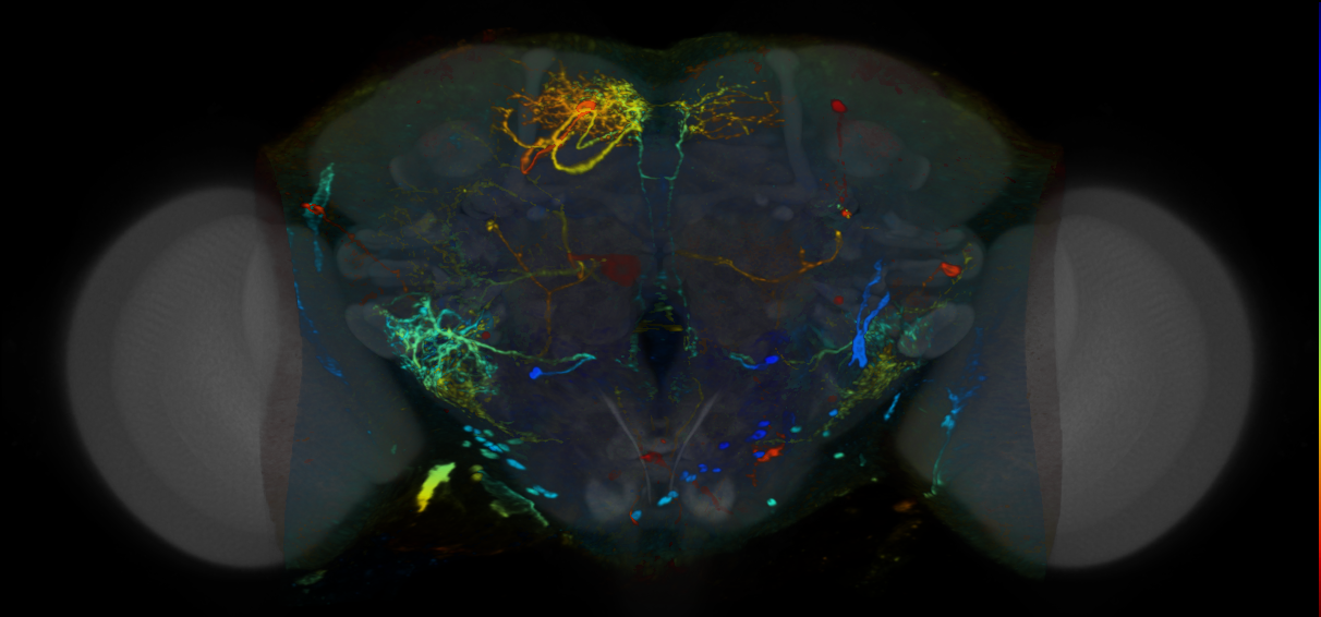P{VT058874-GAL4} expression pattern