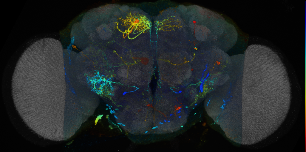 P{VT058874-GAL4} expression pattern