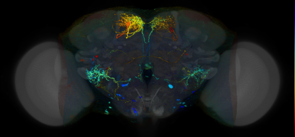 P{VT058874-GAL4} expression pattern