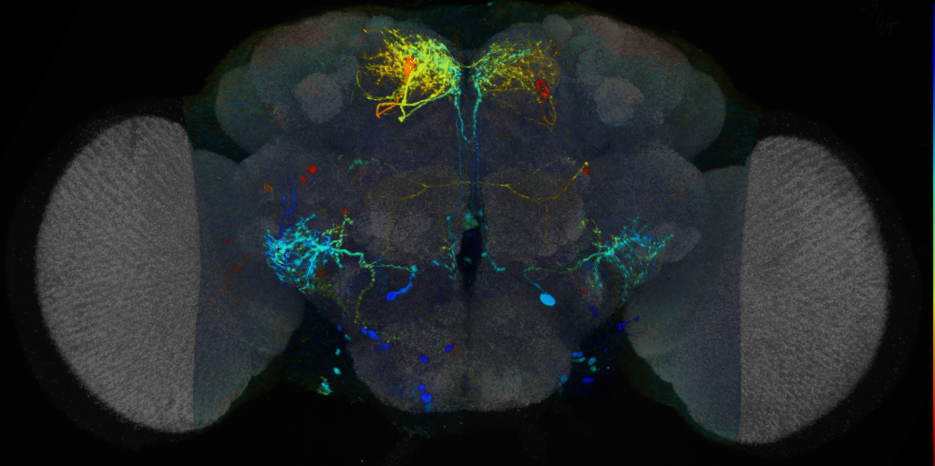 P{VT058874-GAL4} expression pattern