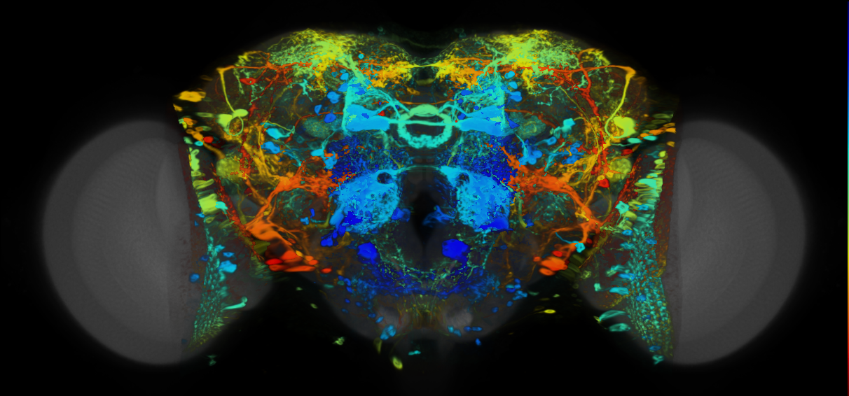 P{VT058885-GAL4} expression pattern
