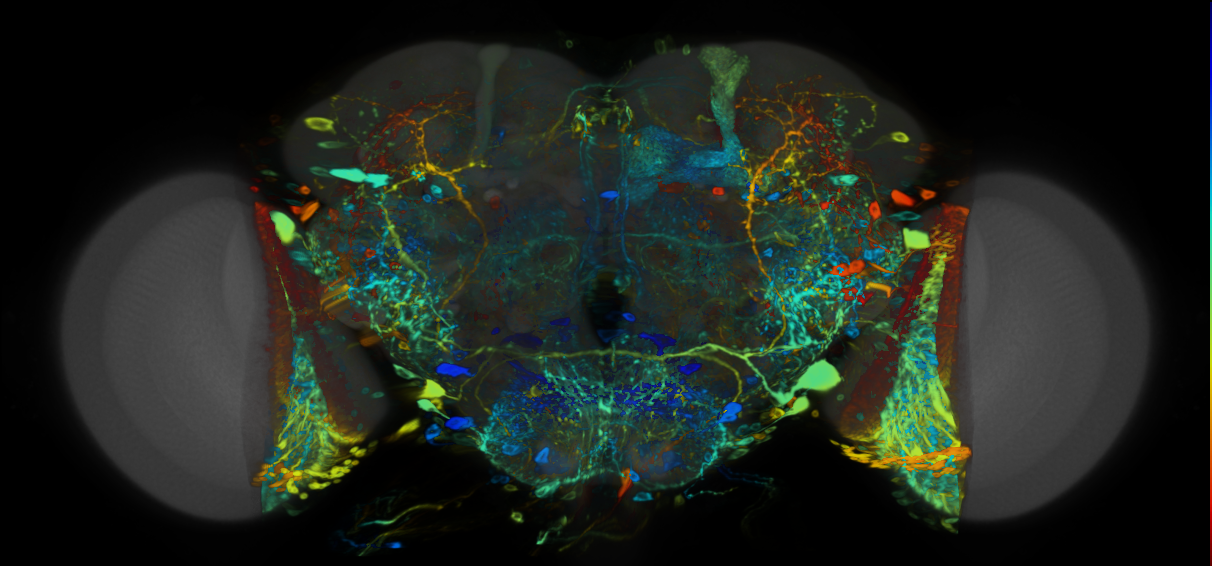 P{VT058920-GAL4} expression pattern