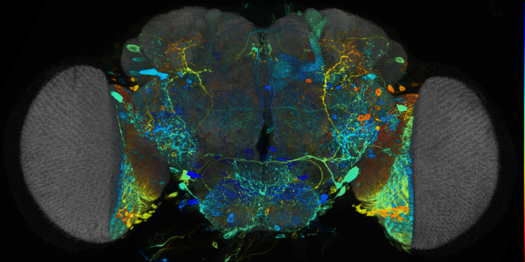 P{VT058920-GAL4} expression pattern