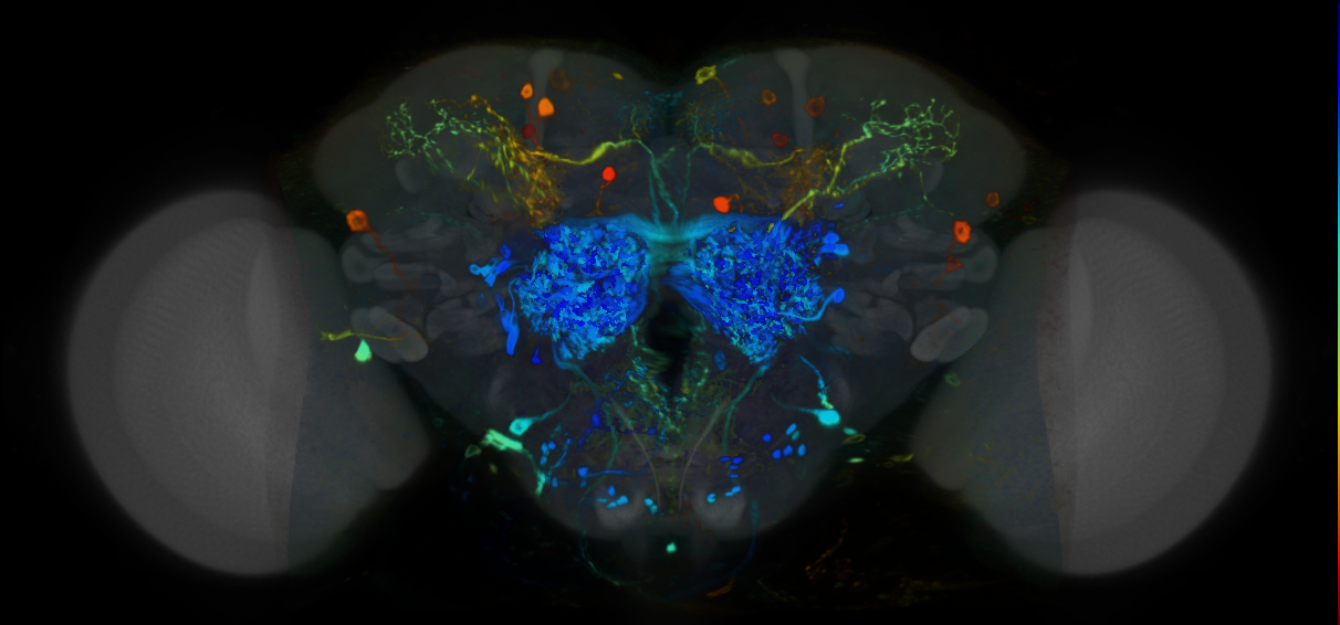 P{VT058925-GAL4} expression pattern