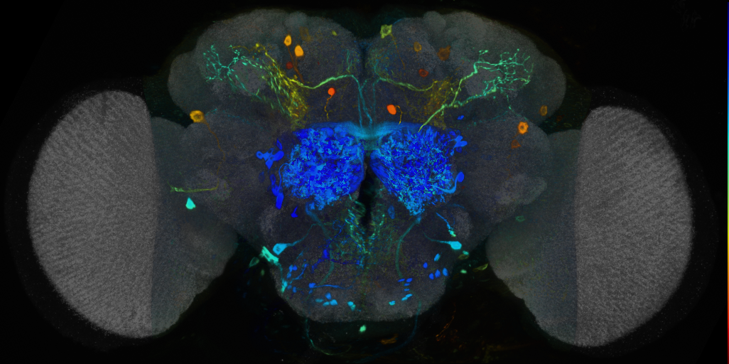 P{VT058925-GAL4} expression pattern